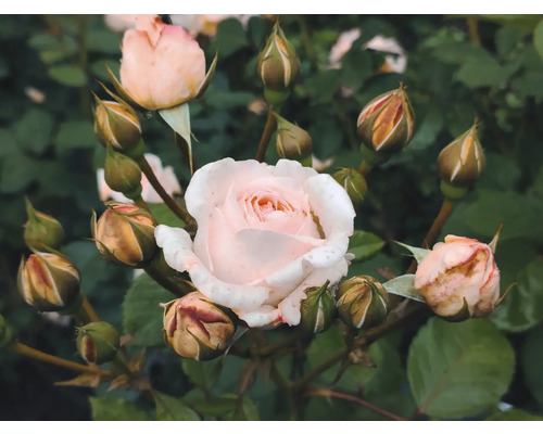 Närbild av ljusrosa rosenblommor och knoppar
