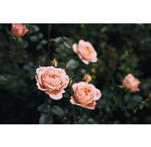 Närbild av flera rosor i trädgården