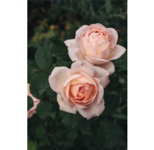 Två rosenblommor i trädgården