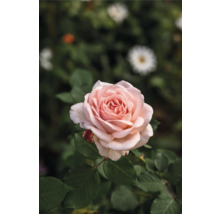 Närbild av en enda, ljusrosa ros med gröna blad