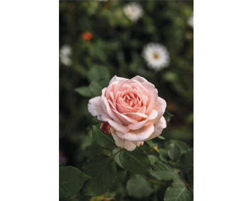 Närbild av en enda, ljusrosa ros med gröna blad