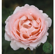 Närbild av en ljusrosa ros med många kronblad