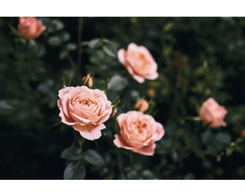 Närbild av flera rosor i trädgården