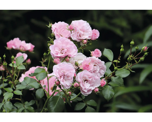 Närbild av rosa rabattrosor med gröna blad
