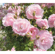 Närbild av rosa rosenblommor och knoppar i trädgården