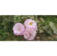 Närbild av tre rosenblommor