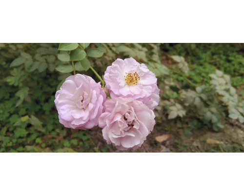 Närbild av tre rosenblommor