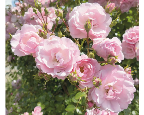 Närbild av rosa rosenblommor och knoppar i trädgården