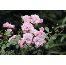 Närbild av rosa rabattrosor med gröna blad