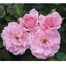 Närbild av fyra rosa rosenblommor med vattendroppar