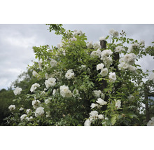 Klätterros med vita blommor