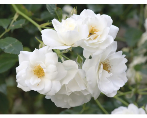 Närbild av en grupp vita rosenblommor