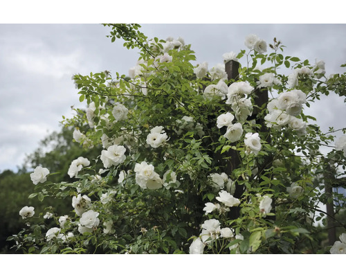 Klätterros med vita blommor