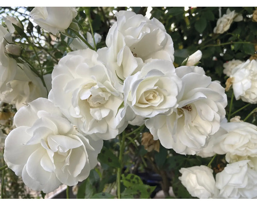 Närbild av vita rosenblommor.