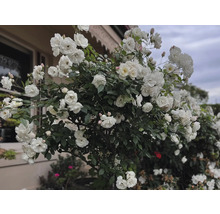 Buske med vita rosor i trädgården