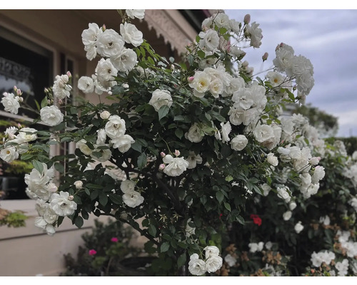 Buske med vita rosor i trädgården
