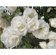 Närbild av vita rosenblommor.