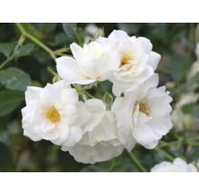 Närbild av en grupp vita rosenblommor