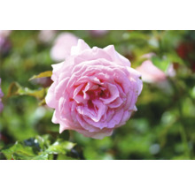 Närbild av en enda rosa ros i trädgården