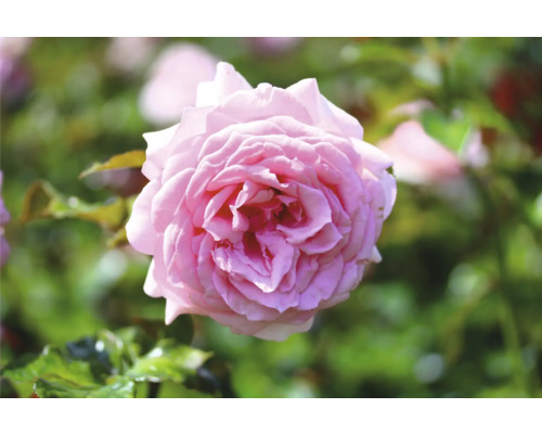 Närbild av en enda rosa ros i trädgården