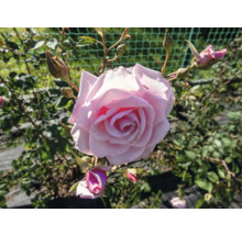 Närbild av en öppen, rosa ros i trädgården.