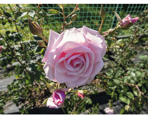 Närbild av en öppen, rosa ros i trädgården.