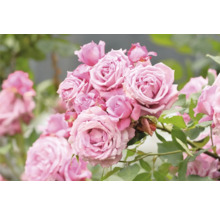 Närbild av klasar med rosenblommor