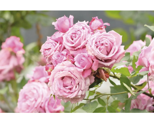 Närbild av klasar med rosenblommor