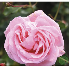 Närbild av en rosa rosblomma