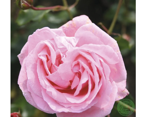 Närbild av en rosa rosblomma