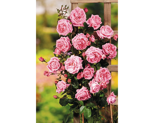 Klätterros med trägaller