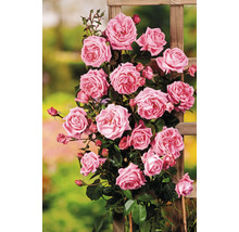 Klätterros med trägaller