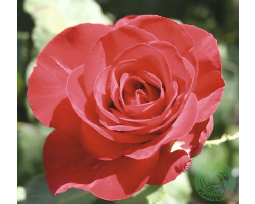 Närbild av en röd rosblomma