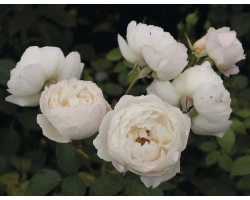 Närbild av vita rosenblommor
