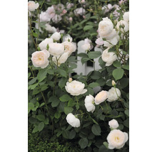 Närbild av vita rosor med gröna blad framför ett trädgårdsstaket.