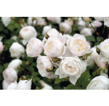 Närbild av vita rosenblommor med gröna blad