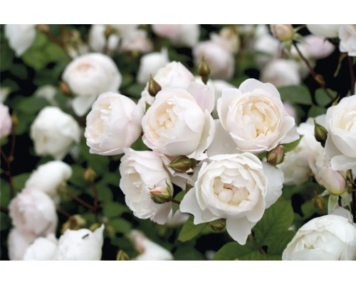 Närbild av vita rosenblommor med gröna blad