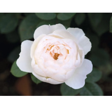 Närbild av en enda vit ros i trädgården