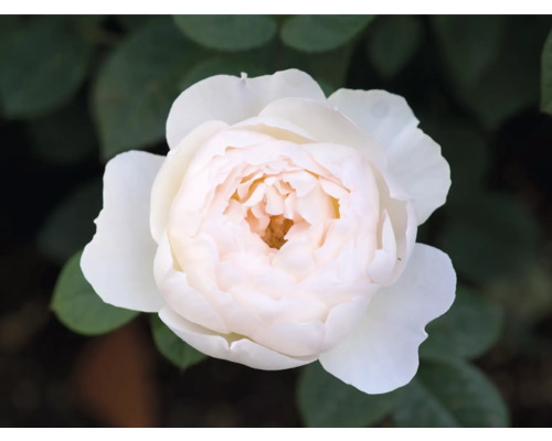 Närbild av en enda vit ros i trädgården