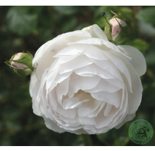 Närbild av en vit ros med blomknoppar och Buddes Planteskole logotyp.