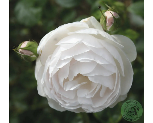 Närbild av en vit ros med blomknoppar och Buddes Planteskole logotyp.