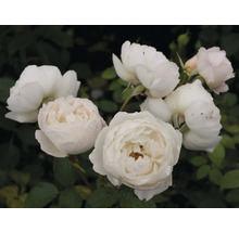 Närbild av vita rosenblommor