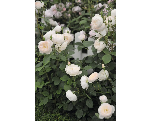 Närbild av vita rosor med gröna blad framför ett trädgårdsstaket.
