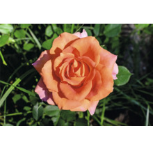 Närbild av en orange ros i trädgården.