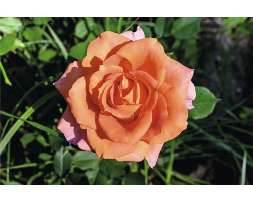 Närbild av en orange ros i trädgården.