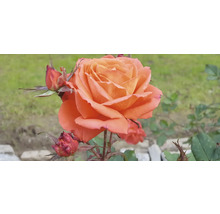 Närbild av en orange ros med blomknoppar i trädgården.