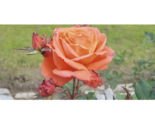 Närbild av en orange ros med blomknoppar i trädgården.