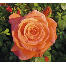 Närbild av en enda, orangefärgad ros med knoppar i trädgården.