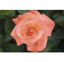 Närbild av en enda ros med öppna kronblad