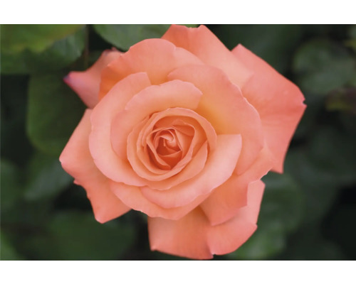 Närbild av en enda ros med öppna kronblad